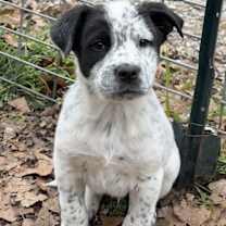 Thumbnail photo of Cowboy #2