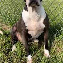 Thumbnail photo of Rose #1