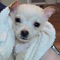 Thumbnail photo of Miso and Freya #1