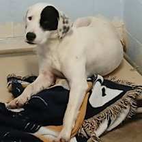 Thumbnail photo of Polly #1