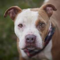 Thumbnail photo of Lawrence #4