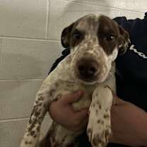 Thumbnail photo of Milo #2