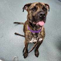 Thumbnail photo of Houston #3