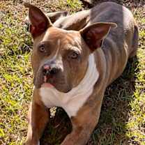 Thumbnail photo of Winston #1