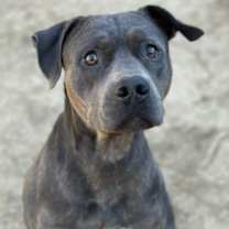 Thumbnail photo of SMOKEY #2