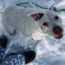 Thumbnail photo of Bella #1