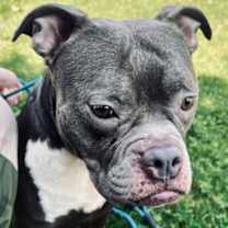 Thumbnail photo of Phoebe #2