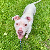 Thumbnail photo of Bella #3