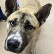 Thumbnail photo of Brody #3