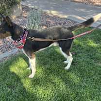 Thumbnail photo of Bruce #2