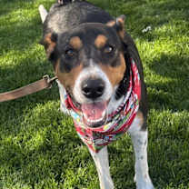 Thumbnail photo of Bruce #3