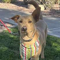 Thumbnail photo of Nugget #1