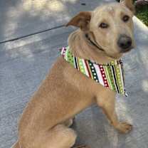 Thumbnail photo of Nugget #2