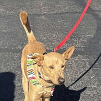 Thumbnail photo of Nugget #3