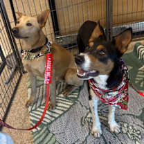 Thumbnail photo of Nugget #4