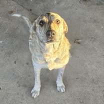 Thumbnail photo of Sygael #3