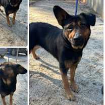 Thumbnail photo of Rose #1