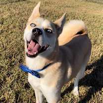 Thumbnail photo of Taz #2