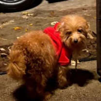 Thumbnail photo of Oliver #4