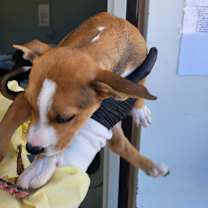 Thumbnail photo of Alice 0610 #2