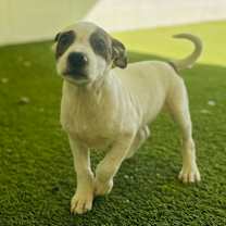 Thumbnail photo of Falko 0018 #1