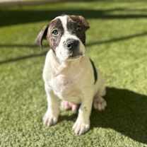 Thumbnail photo of Fox 1592 #1