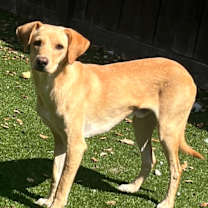 Thumbnail photo of Kai #4