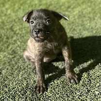 Thumbnail photo of Pancake 2565 #1