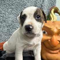 Thumbnail photo of Falko 0018 #2