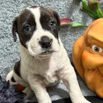 Thumbnail photo of Fox 1592 #2