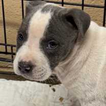 Thumbnail photo of Faelan 5832 #2