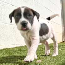 Thumbnail photo of Fox 1592 #3