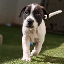 Thumbnail photo of Fox 1592 #4