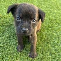 Thumbnail photo of Pancake 2565 #3