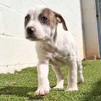 Thumbnail photo of Falko 0018 #4