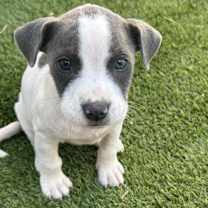 Thumbnail photo of Faelan 5832 #3