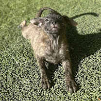 Thumbnail photo of Pancake 2565 #4