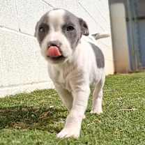 Thumbnail photo of Faelan 5832 #4