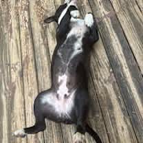 Thumbnail photo of Roxie (Courtesy Post) #2