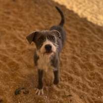 Thumbnail photo of Ella Belle 6525 #4