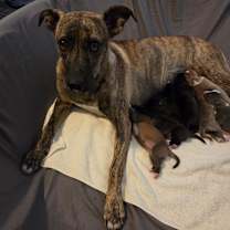 Thumbnail photo of Daisy JuM #2