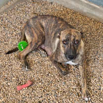 Thumbnail photo of Daisy JuM #3