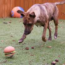 Thumbnail photo of Daisy JuM #4