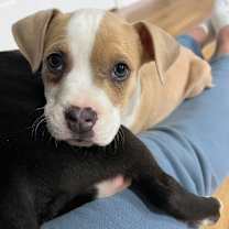 Thumbnail photo of Tana #1