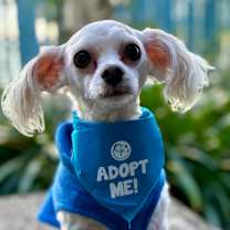 Thumbnail photo of Yule #1