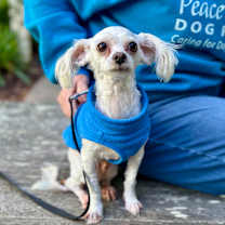 Thumbnail photo of Yule #3