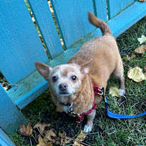 Thumbnail photo of Tadpole #3