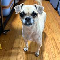 Thumbnail photo of Bam Bam #2