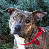 Thumbnail photo of Peyton #1