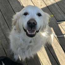 Thumbnail photo of Sweetie #1